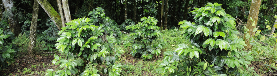 Wie w&auml;chst eigentlich Kaffee